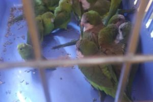 Tráfico ilegal de vida silvestre en Oruro