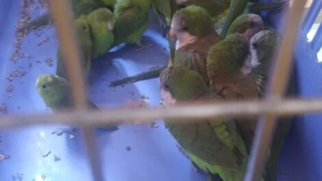 Tráfico ilegal de vida silvestre en Oruro