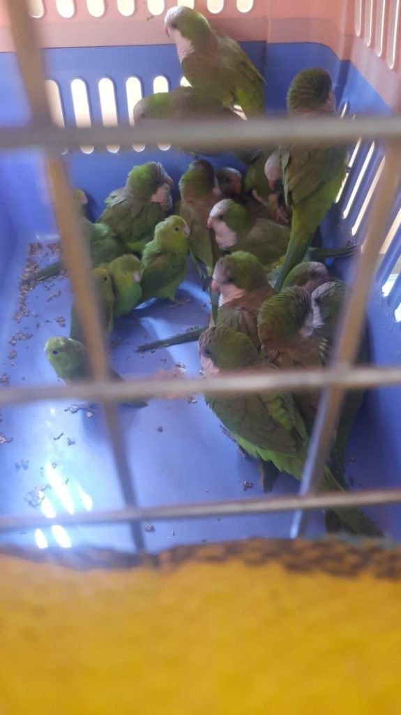 Tráfico ilegal de vida silvestre en Oruro