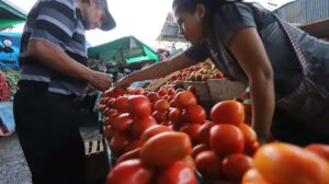 Precio del tomate estabilizado tras controlar plaga del gusano perforador
