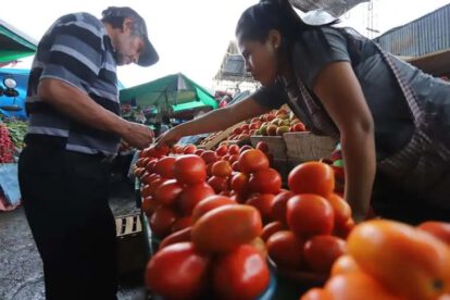 Precio del tomate estabilizado tras controlar plaga del gusano perforador