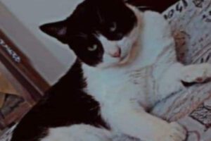 Gato abandonado en carretera entre Cochabamba y Oruro