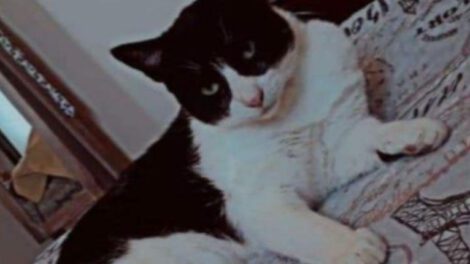 Gato abandonado en carretera entre Cochabamba y Oruro