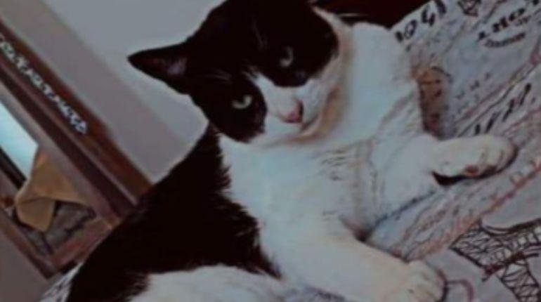 Gato abandonado en carretera entre Cochabamba y Oruro