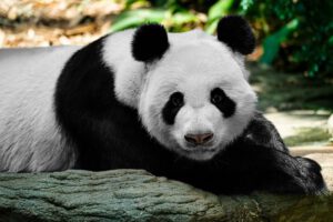 oso panda virtual con tecnología de punta