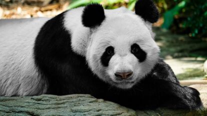 oso panda virtual con tecnología de punta