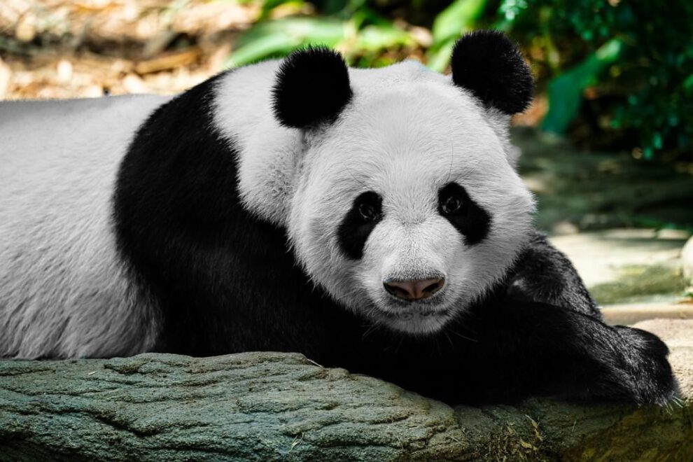 oso panda virtual con tecnología de punta