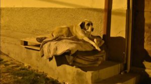 campaña para proteger a mascotas del frío nocturno