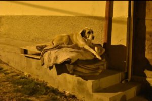 campaña para proteger a mascotas del frío nocturno