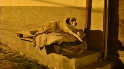 campaña para proteger a mascotas del frío nocturno