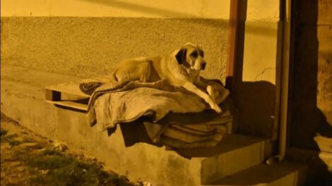 campaña para proteger a mascotas del frío nocturno