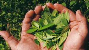 Controles en frontera Bolivia-Perú para frenar coca ilegal