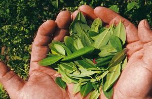 Controles en frontera Bolivia-Perú para frenar coca ilegal