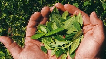 Controles en frontera Bolivia-Perú para frenar coca ilegal