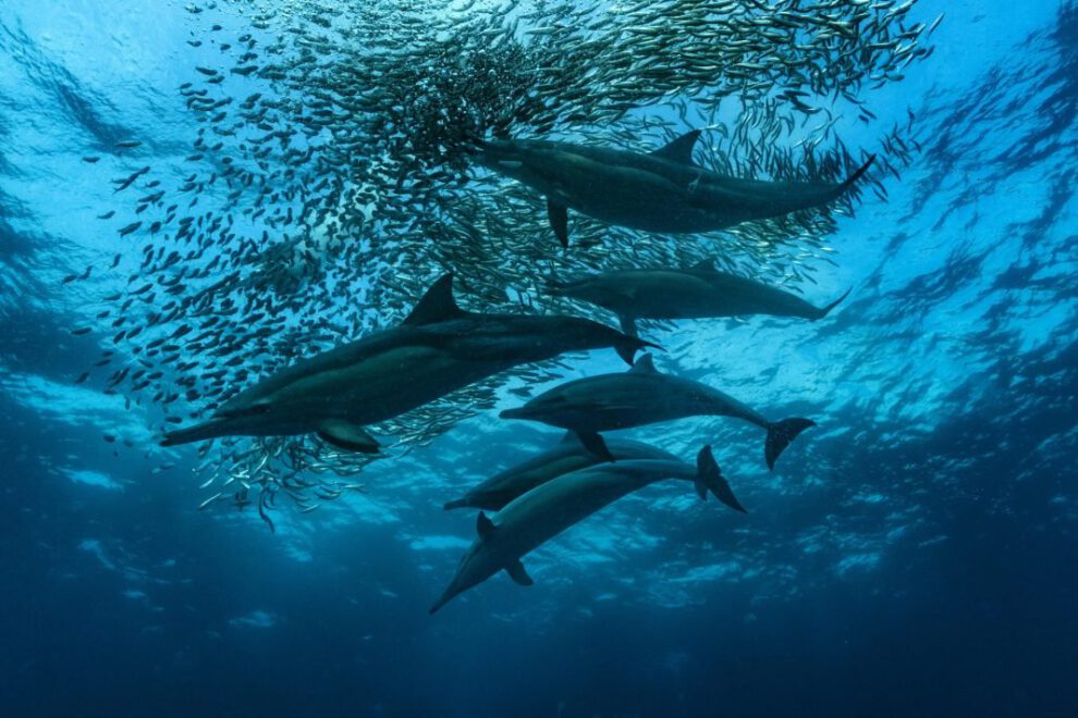 Migración de sardinas en la bahía sudafricana de Algoa