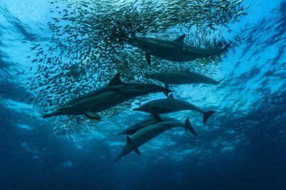 Migración de sardinas en la bahía sudafricana de Algoa