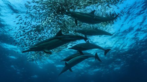 Migración de sardinas en la bahía sudafricana de Algoa