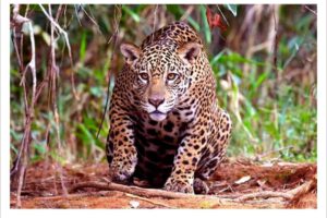 Jaguar ataca mortalmente a empleado en bioparque de Santa Cruz
