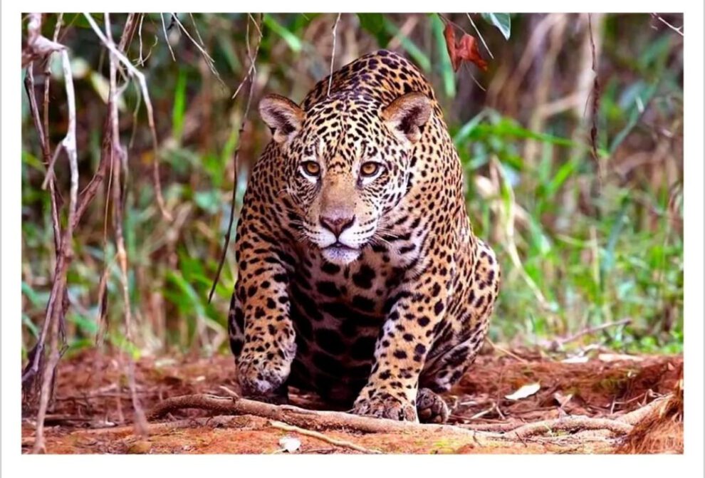 Jaguar ataca mortalmente a empleado en bioparque de Santa Cruz