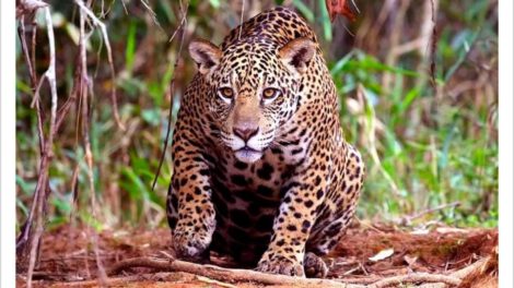 Jaguar ataca mortalmente a empleado en bioparque de Santa Cruz