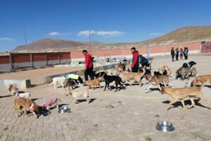 Campaña para abrigar canes del Albergue Angelino