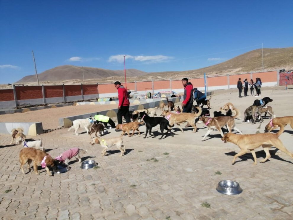 Campaña para abrigar canes del Albergue Angelino