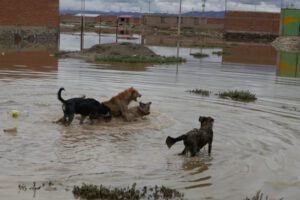 Ataques caninos en Oruro