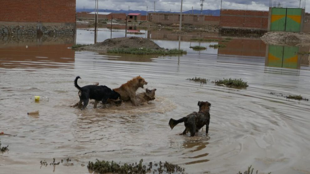 Ataques caninos en Oruro