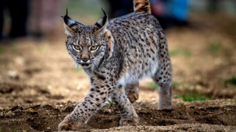 Lince ibérico en estatus vulnerable tras décadas de conservación