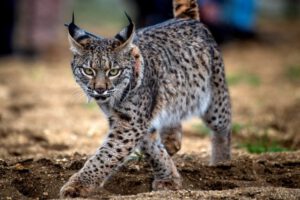 Lince ibérico en estatus vulnerable tras décadas de conservación