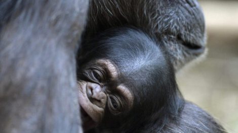 Comportamiento de automedicación en chimpancés