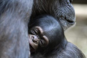 Comportamiento de automedicación en chimpancés en Uganda