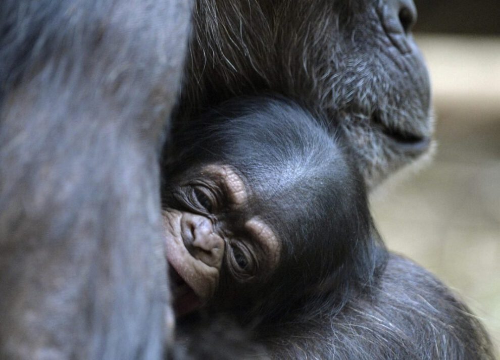 Comportamiento de automedicación en chimpancés en Uganda