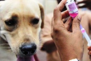 Vacunación antirrábica en Cochabamba