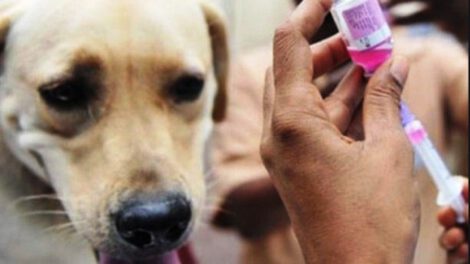 Vacunación antirrábica en Cochabamba
