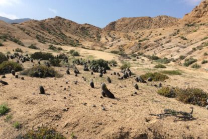 Cactus Copiapoa en peligro por tráfico ilegal y cambio climático