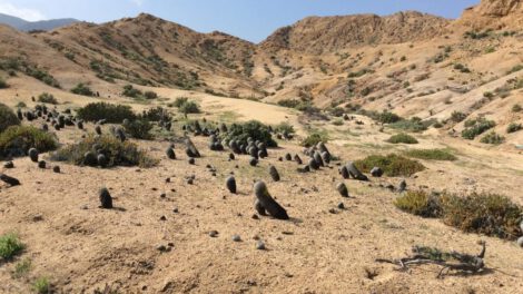 Cactus Copiapoa en peligro por tráfico ilegal y cambio climático