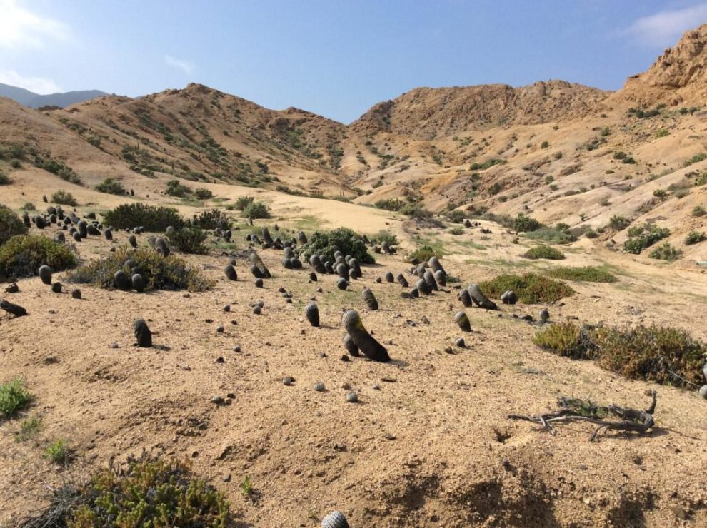 Cactus Copiapoa en peligro por tráfico ilegal y cambio climático