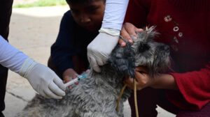 Campaña de Vacunación Antirrábica Canina y Felina en Oruro