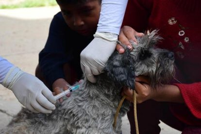 Campaña de Vacunación Antirrábica Canina y Felina en Oruro