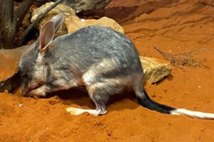 Bilbi mayor y menor: análisis genético revela secretos sobre su biología única y supervivencia en el desierto