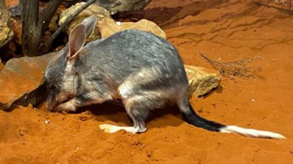 Bilbi mayor y menor: análisis genético revela secretos sobre su biología única y supervivencia en el desierto
