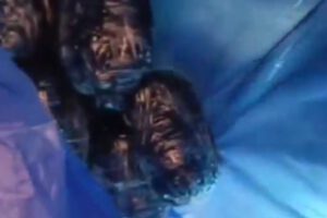 Incautan marihuana en Adepcoca