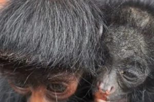 Caza ilegal de monos en La Paz