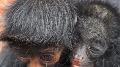Caza ilegal de monos en La Paz