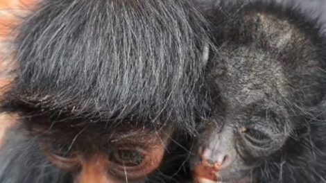 Caza ilegal de monos en La Paz