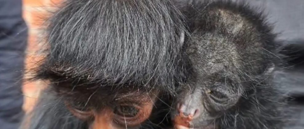 Caza ilegal de monos en La Paz