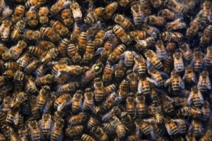 colmena en habitación descubierta por madre