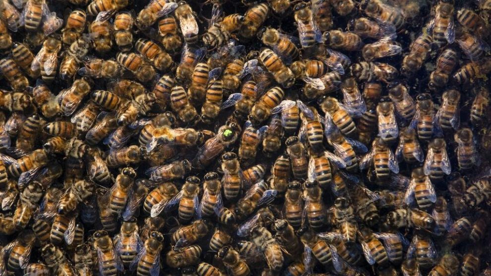 colmena en habitación descubierta por madre