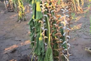 Orobanche spp afectando al girasol en San Julián